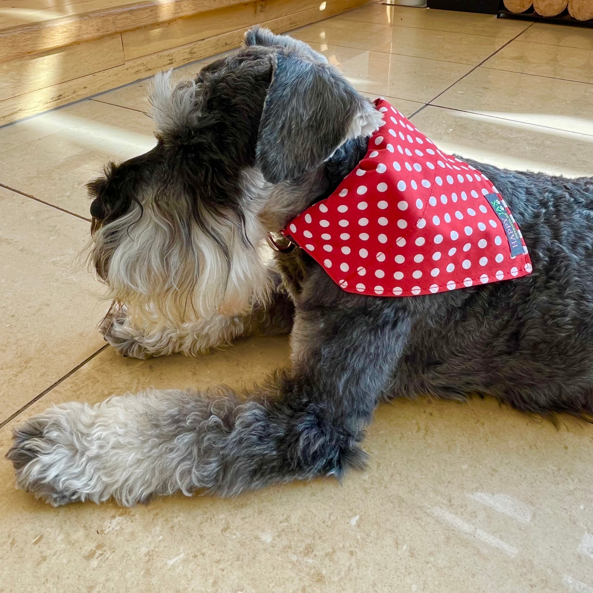 Polka Dot Bandana