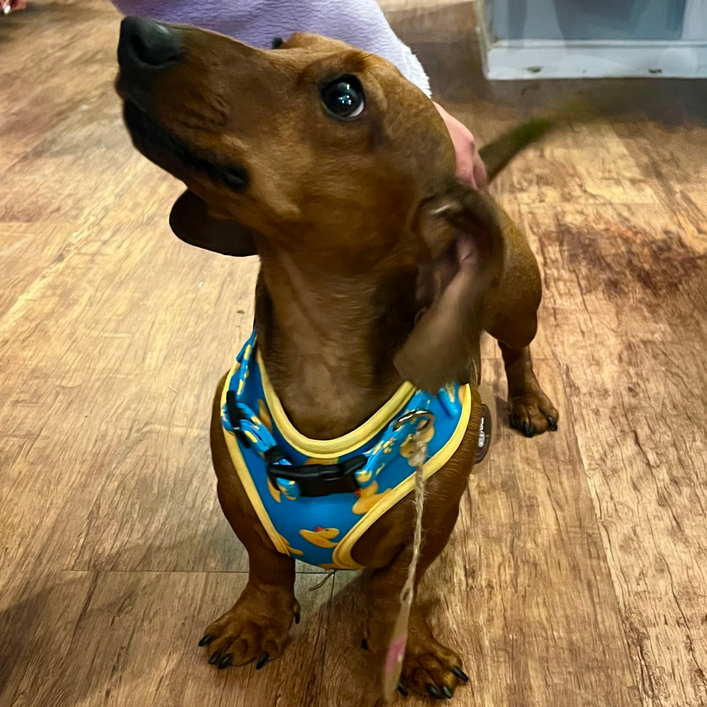 Duck Pattern Harness